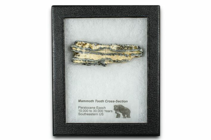 Mammoth Molar Slice With Case - South Carolina #377786